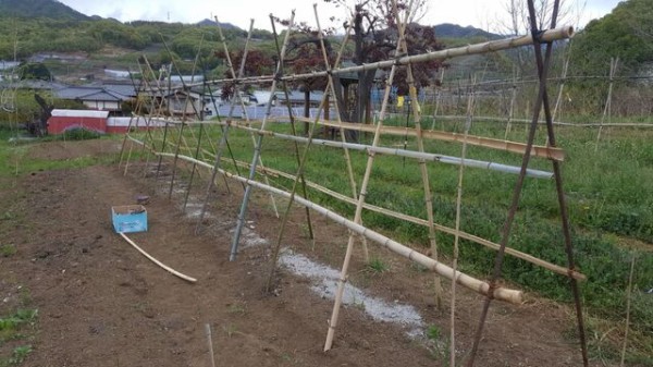 竹支柱を組む きゅうり棚の準備 自然農菜園 はたけや の作業日誌