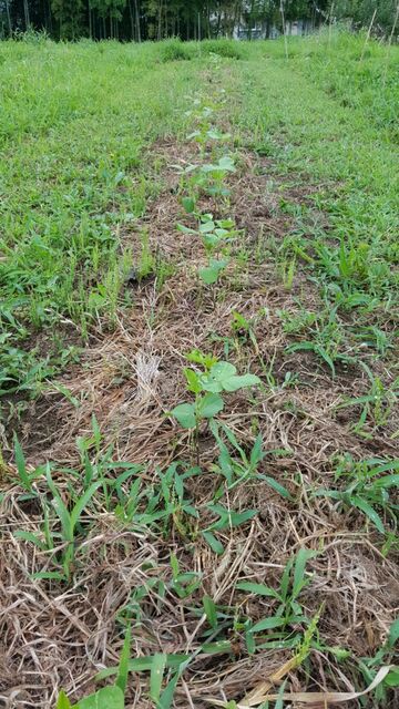 借金なし大豆 自然農菜園 はたけや の作業日誌