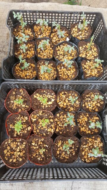 ブルーベリーの挿し木 1ヵ月後 自然農菜園 はたけや の作業日誌