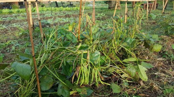 小豆の収穫 自然農菜園 はたけや の作業日誌