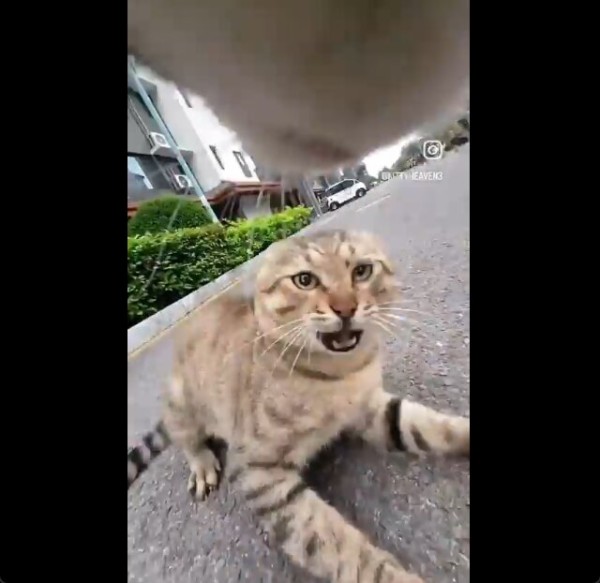 neko2