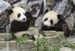 なぜなのか 和歌山アドベンチャーワールド 双子のパンダ産まれたよ マスコミ 上野動物園 パンダ産まれたよ 全国の皆様 今東京が大変です はちま起稿