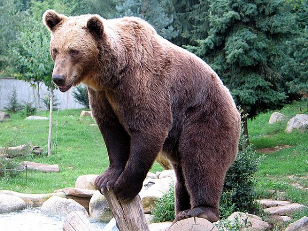 640px-Ours_brun_parcanimalierpyrenees_1