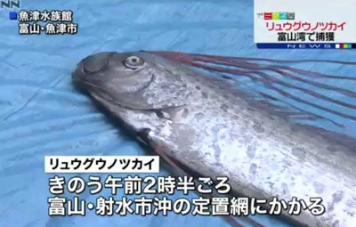 日本やばい 富山湾でリュウグウノツカイが打ち上げられる 地震の予兆と言われる魚の捕獲に嫌な予感が はちま起稿