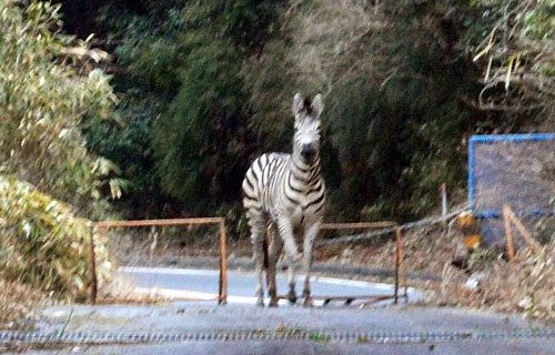 デマ注意 大阪地震でシマウマが逃げた というデマが拡散 警察も注意を呼びかけ 過去に逮捕者も出てるのに はちま起稿