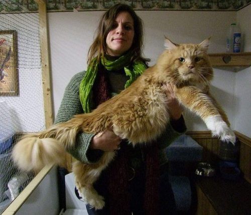 ギネス級の巨大猫 メインクーン がマジでデカいｗｗｗｗｗｗｗ はちま起稿