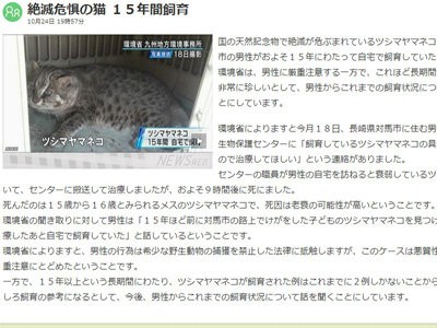 環境省 天然記念物のヤマネコを勝手に飼育するな 飼い主に厳重注意 で どうやって飼育すればいいんだね はちま起稿