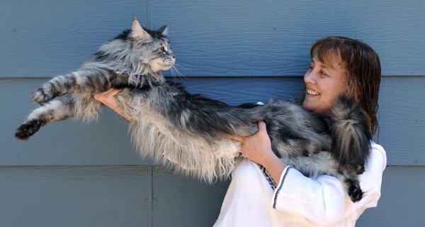 ギネス級の巨大猫 メインクーン がマジでデカいｗｗｗｗｗｗｗ はちま起稿