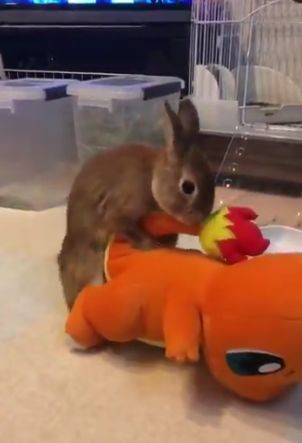 サッカーw杯の日本勝利に興奮するウサギさん ポケモン ヒトカゲにとんでもない行為に出てしまうwwwwww はちま起稿 サッカーw杯の日本勝利に興奮するウサギさん ポケモン ヒトカゲにとんでもない行為に出てしまうwwwwww はちま起稿