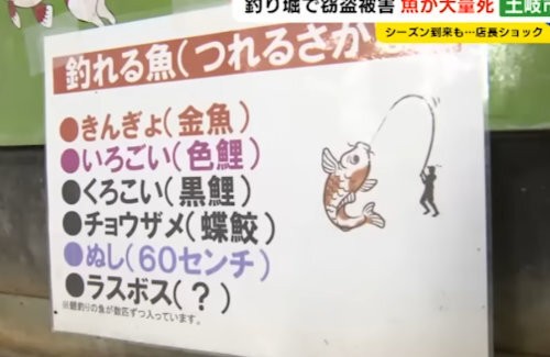 酷すぎ 岐阜県土岐市の釣り堀 泥棒に電気配線を切られ魚3000匹死ぬ 店長が号泣して訴え 5年間大事に育ててきた これはやっちゃいかん はちま起稿