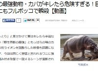 野生の王国 子を守るため母カバがワニをフルボッコにした瞬間が激写される カバの怒りに触れたものは死あるのみ はちま起稿