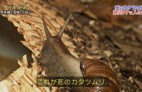 Tokio 触っただけで死に至る 死のカタツムリ を食べてしまうｗｗｗｗｗｗ はちま起稿