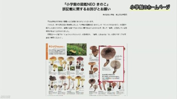 引用画像