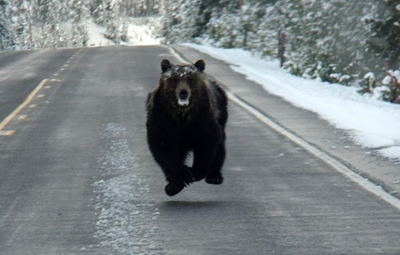 あ やせいのクマがあらわれた 北海道の大学生 ポケモンを探していたらクマと遭遇 はちま起稿