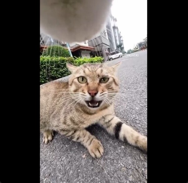 neko3