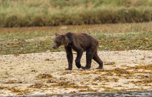 カナダでガリガリにやせ細ったクマ見つかる 餌となるサケが全く取れず栄養不足に はちま起稿