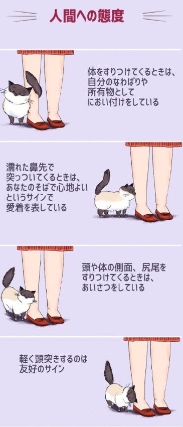 ネコの尻尾 人間への動きに関する画像が話題に 意外と分からなかった部分も はちま起稿 ネコの尻尾 人間への動きに関する画像が話題に 意外と分からなかった部分も はちま起稿