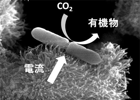fig1