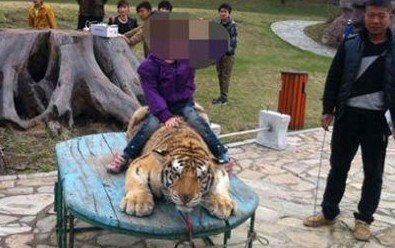 衝撃 中国動物園の動物虐待が酷すぎると批判殺到 子トラを縛って記念撮影 など はちま起稿