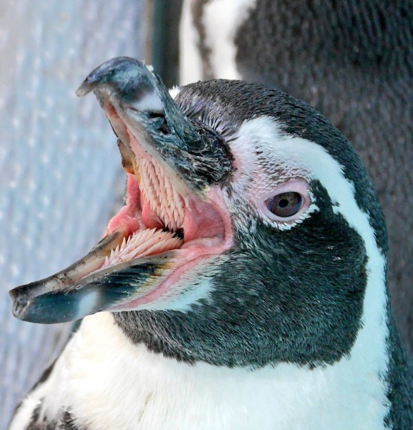 衝撃画像 可愛いペンギンちゃんの口の中 実はメチャクチャ怖すぎた 悪魔かよ こんなのに噛まれたら ﾟdﾟ はちま起稿