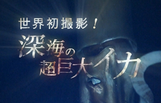 Nhkスペシャルの ダイオウイカ がついに映画化決定ｗｗｗｗｗｗｗ はちま起稿