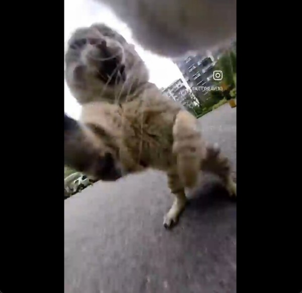 neko1