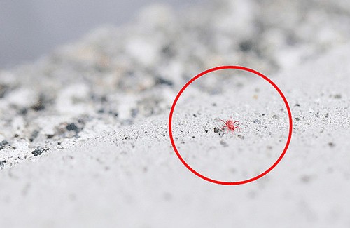 5月にコンクリート壁などで見かける謎の小さな赤い虫の正体 5月を過ぎると問い合わせがパタッと止まります はちま起稿