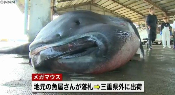 三重で幻のサメ メガマウス が捕獲される クリーチャー感ぱねぇｗｗｗｗｗ はちま起稿