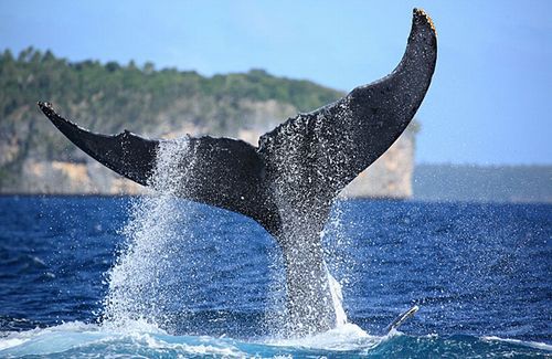 動物の画像について ユニークイラスト クジラ しっぽ