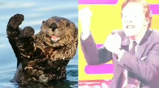 カワウソに似てると言われて迫真のモノマネを見せるdrストレンジ役 ベネディクト カンバーバッチ はちま起稿