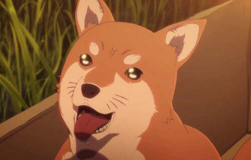 奇跡 中国で生き埋めになった犬 37日間生き延びて救助 体重が30kgから5kgまで落ちる はちま起稿