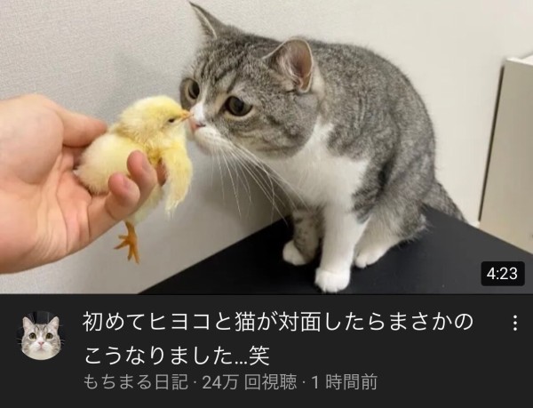 Youtubeで最も視聴された猫としてギネス登録された もちまる日記 さん ヒヨコを猫の目の前に差し出す動画を投稿し批判殺到 動画が非公開に はちま起稿