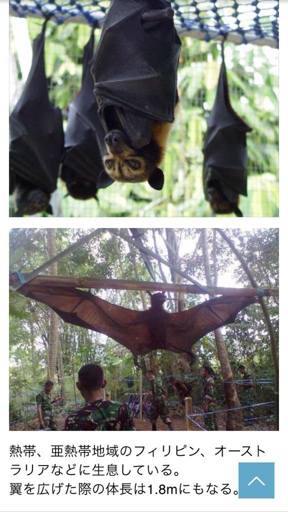 動画 画像 世界最大のコウモリ フィリピンオオコウモリ があまりにデカ過ぎてリアルバットマンと話題に こんなん完全に人だろｗｗｗｗｗ はちま起稿