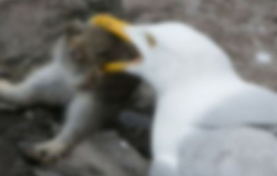 閲覧注意 カモメ 魚は飽きたな ウサギでも食べるか ウサギを丸呑みするカモメが激写される はちま起稿