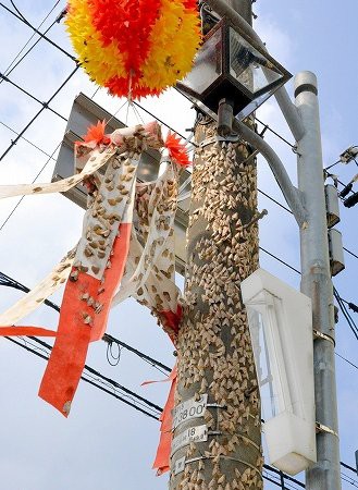 閲覧注意 福井県で蛾が大量発生 電柱 店舗の壁などにヤバすぎる量の成虫と卵塊 はちま起稿
