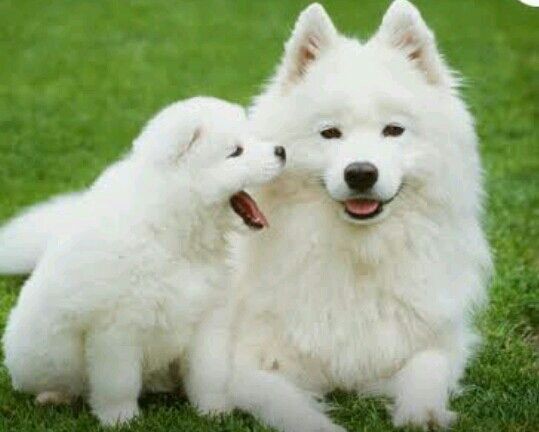 感動 白いワンピースを着た女の子と白い犬 本当にあった2chの怖い話