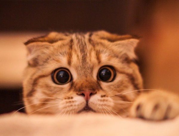 オカルト 猫は祟ると怖いぞ 本当にあった2chの怖い話