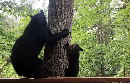 キャビンのポーチで遊んで木に登る可愛いクマさんの親子 ハトポ