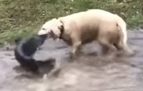 池の中でナマズ達を見つめ続ける犬 一匹のナマズがキスをしようとした途端 信じられない行動に ハトポ