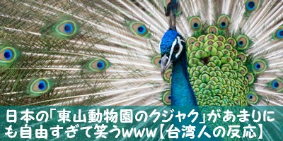 ふわふわのフンボルトペンギン誕生 殻から出てきたばかりの赤ちゃんをとらえた貴重な映像 ハトポ