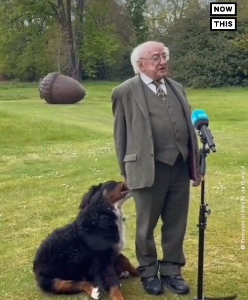 アイルランド大統領のワンちゃん 大統領のお話中にも関わらず話題をかっさらってしまう ハトポ アイルランド大統領のワンちゃん 大統領のお話中にも関わらず話題をかっさらってしまう ハトポ