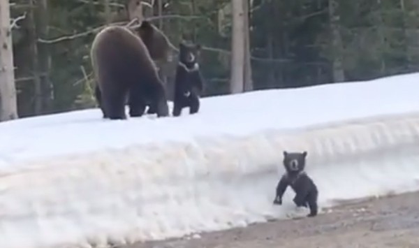 子熊は可愛いけど熊の親子に近づくのはこんなに危険 子熊を守るため車に突進するお母さん熊 ハトポ