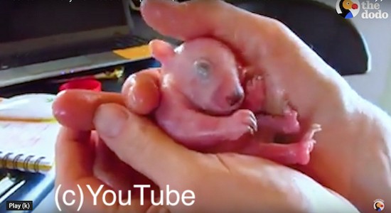 産まれてすぐ保護された赤ちゃんウォンバットがすくすく成長していく姿にほっこり ハトポ