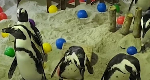 わー ここで遊んでいいの シンガポール動物園のケープペンギンたちが飼育員さんの作ったプレイグラウンドをエンジョイ ハトポ