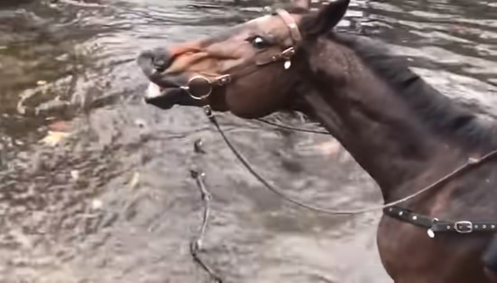 豪快なオナラをする前にニヤリと笑う馬が面白い ハトポ 豪快なオナラをする前にニヤリと笑う馬が面白い ハトポ
