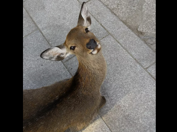 こんにちは 僕は奈良の鹿です 可愛い日本の奈良の鹿に対する海外の反応 ハトポ