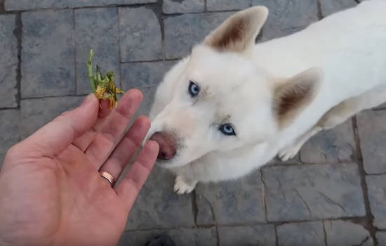 犬にたんぽぽを見せてみたら美味しく食べられてしまった動画 ハトポ