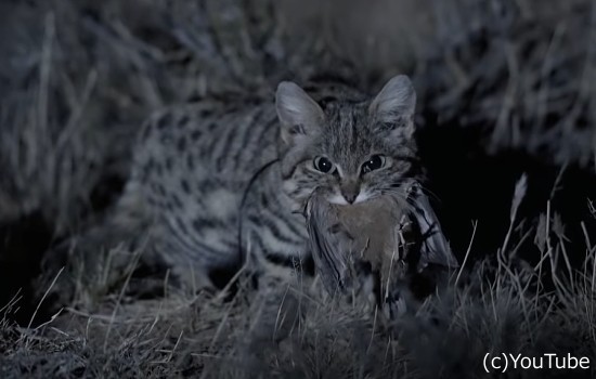 最も恐ろしい猫 と言われているクロアシネコ ハンティングした獲物を咥えている姿が可愛らしい ハトポ