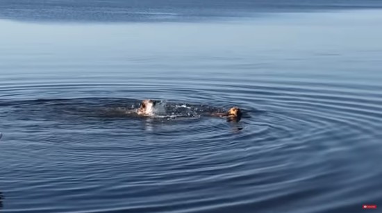 その差は歴然 泳ぎ上手とそうではないワンちゃんが湖に飛び込むと ハトポ