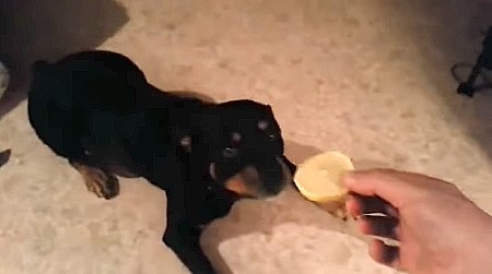 レモンを初めて食べたロットワイラー犬の反応が面白い ハトポ